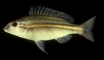 Image of Scaevius milii (Green-striped coral bream)