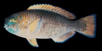 Image of Scarus ovifrons (Knobsnout parrotfish)