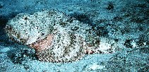 Image of Scorpaena plumieri (Spotted scorpionfish)