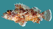 Image of Scorpaenopsis possi (Poss\