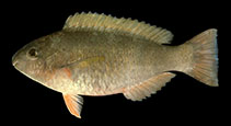 Image of Scarus psittacus (Common parrotfish)