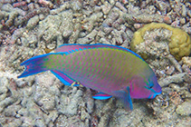 Image of Scarus psittacus (Common parrotfish)