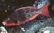 Image of Scarus rubroviolaceus (Ember parrotfish)
