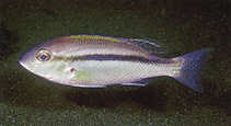 160 mm Fish Taxidermy Scolopsis lineata 79007 Striped monocle bream 