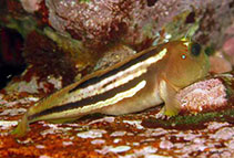 Image of Scartichthys viridis 