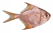 Image of Schuettea woodwardi (Woodwards pomfret)