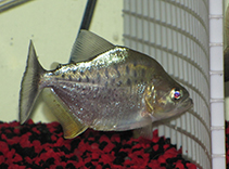 Image of Serrasalmus compressus 