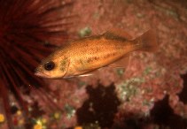 Image of Sebastes emphaeus (Puget Sound rockfish)