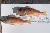 Image of Sebastes ensifer (Swordspine rockfish)