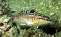 Image of Serranus flaviventris (Twinspot bass)