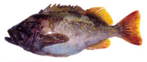 Image of Sebastes glaucus (Gray rockfish)