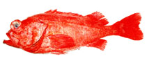 Image of Sebastes iracundus 