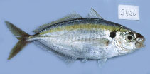 Image of Selaroides leptolepis (Yellowstripe scad)