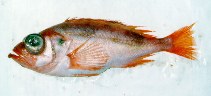 Image of Sebastes mentella (Beaked redfish)