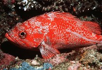 Image of Sebastes miniatus (Vermilion rockfish)