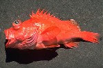 Image of Sebastes phillipsi (Chameleon rockfish)