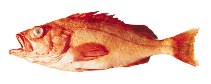 Image of Sebastes reedi (Yellowmouth rockfish)