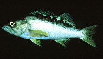 Image of Sebastes serranoides (Olive rockfish)
