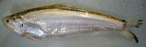 Image of Setipinna taty (Scaly hairfin anchovy)