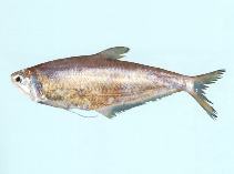 Image of Setipinna tenuifilis (Common hairfin anchovy)