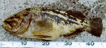 Image of Sebastes trivittatus 