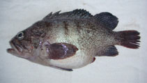 Image of Sebastes zonatus 