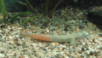Image of Sicyopus cebuensis 