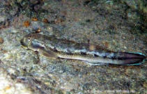 Image of Sicyopterus lagocephalus (Red-tailed goby)