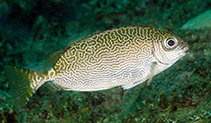Image of Siganus spinus (Little spinefoot)