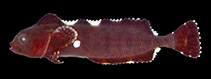 Image of Smithichthys fucorum (Leafy klipfish)