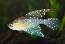 Image of Spectrolebias brousseaui 