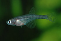 Image of Spectrolebias semiocellatus 