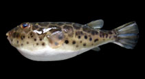 Image of Sphoeroides testudineus (Checkered puffer)