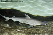Image of Sphyrna tiburo (Bonnethead)
