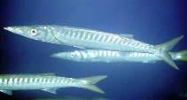 Image of Sphyraena viridensis (Yellowmouth barracuda)