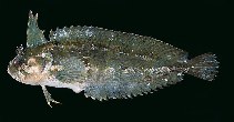 Image of Springeratus xanthosoma (Indonesia weedfish)