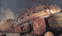 Image of Awaous melanocephalus (Largesnout goby)