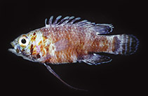 Image of Steeneichthys plesiopsus (Steene\