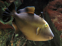 Image of Sufflamen fraenatum (Masked triggerfish)