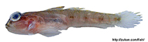 Image of Suruga fundicola 