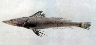 Image of Suggrundus meerdervoortii 