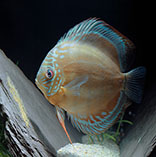 Image of Symphysodon aequifasciatus (Blue discus)