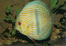 Image of Symphysodon aequifasciatus (Blue discus)