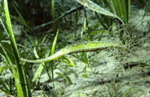 Image of Syngnathoides biaculeatus (Alligator pipefish)