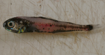 Image of Symbolophorus californiensis (Bigfin lanternfish)
