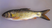 Image of Systomus chryseus (Golden Systomus)