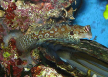 Image of Synchiropus circularis (Circled dragonet)