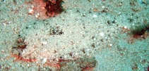 Image of Syacium guineense (Papillose flounder)