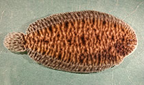 Image of Synclidopus hogani 