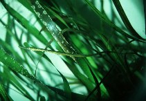 Image of Syngnathus leptorhynchus (Bay pipefish)